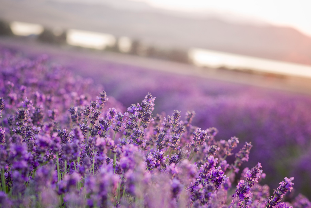 Lavendelfeld