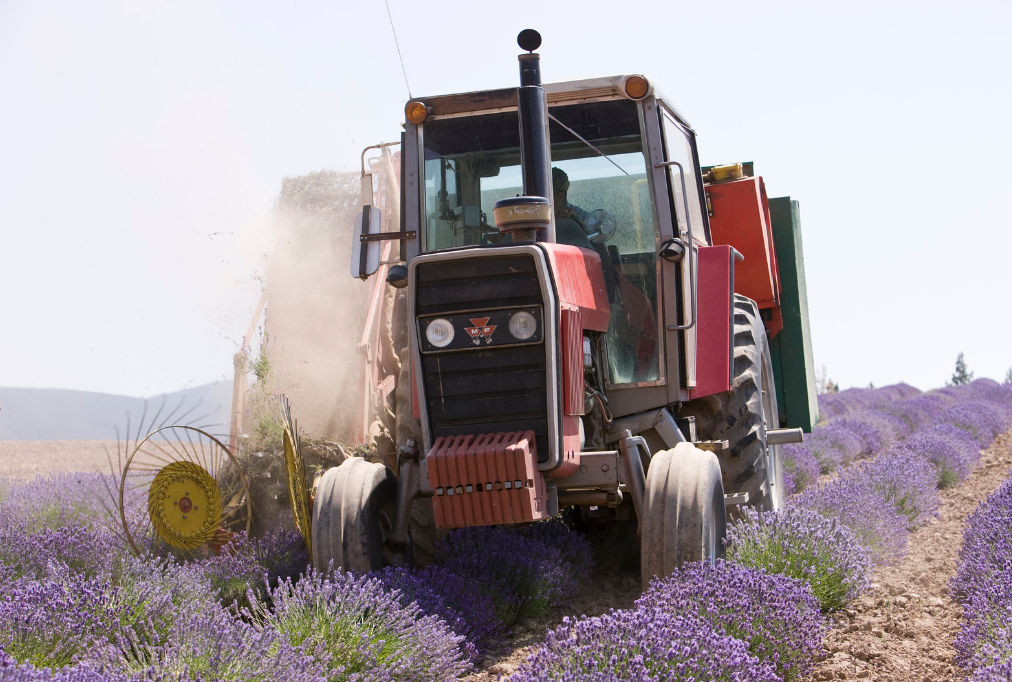 Traktor bei der Lavendelernte